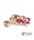 HYPOESTES MIX M12
