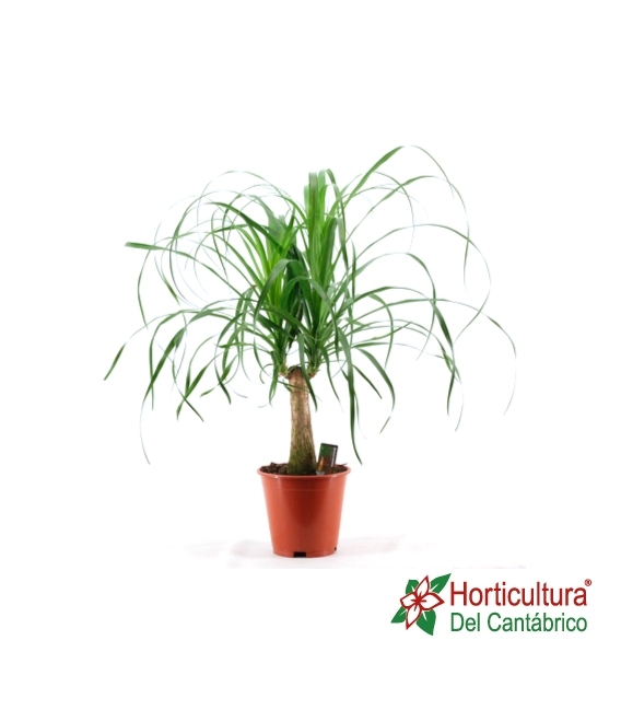 NOLINA RECURBATA M19