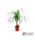 NOLINA RECURBATA M19