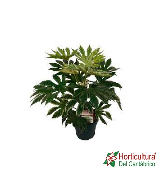 ARALIA VARIEGATA M21