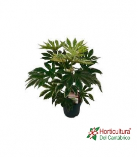 ARALIA VARIEGATA M21