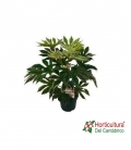 ARALIA VARIEGATA M21