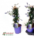 CEANOTHUS THYRSIFLORUS M17