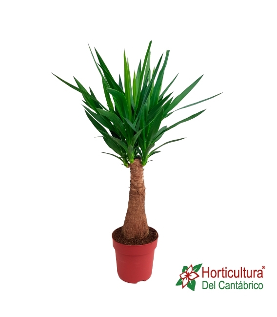 YUCCA ELEPHANTIPES M19