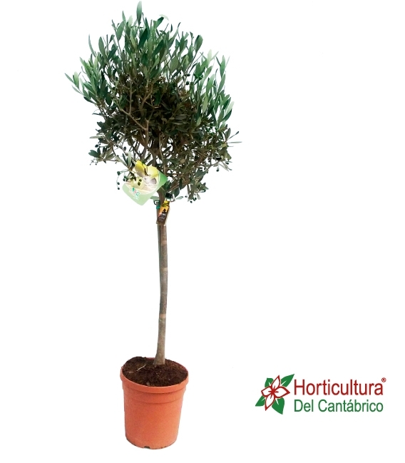 OLEA EUROPEA COPA C30