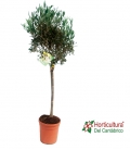 OLEA EUROPEA COPA C33