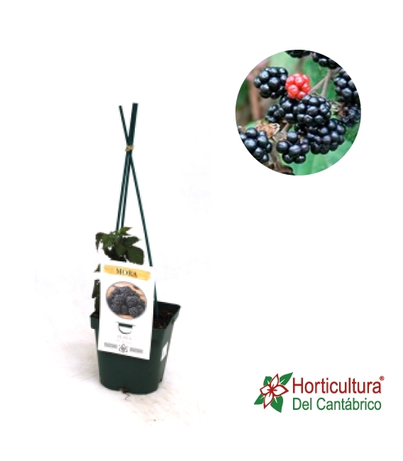 FRUTOS DEL BOSQUE MORA 2L