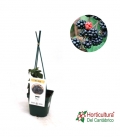 FRUTOS DEL BOSQUE MORA 2L