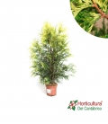 THUJA PLICATA ZEBRINA M17