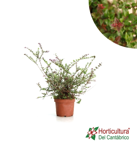 LONICERA NITIDA RED TIPS M17