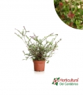 LONICERA NITIDA RED TIPS M17