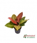 PHILODENDRON PRINCE OF ORANGE M14