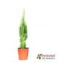 EUPHORBIA TRIGONA M17