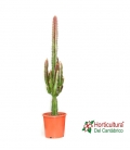 EUPHORBIA TRIGONA RUBRA M17