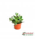 crasula ovata | arbol de jade