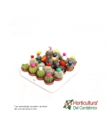 CACTUS M5 FLORES