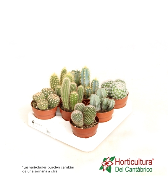 Cactus y crassas mix maceta del 8