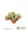 Cactus y crassas mix maceta del 8