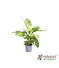 DIEFFENBACHIA SPOTTY M17