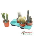 cactus grandes