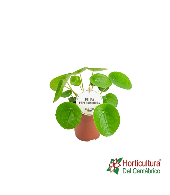 PILEA PEPEROMOIDES M11