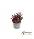 OXALIS VULCAN PINK M10
