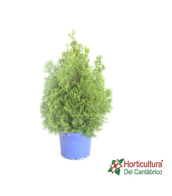 THUJA SMARAGD 5L