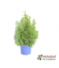 THUJA SMARAGD 5L