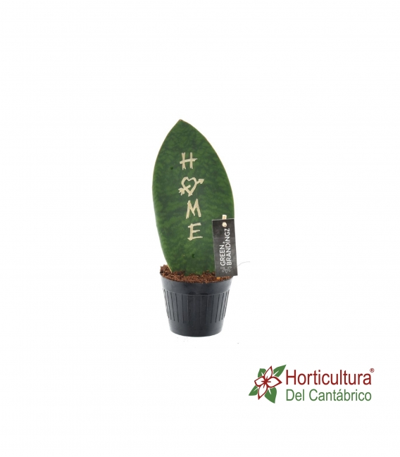 SANSEVIERIA HOME M10,5