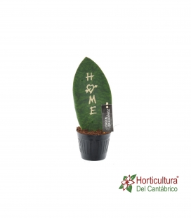 SANSEVIERIA HOME M10,5