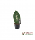 SANSEVIERIA HOME M14
