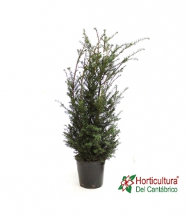 TAXUS BACCATA M24