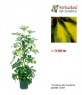 SCHEFLERA M17