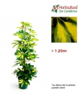 SCHEFLERA M20 (1,20m)