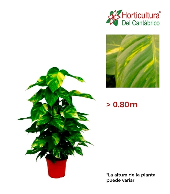 Potos de tutor 80cm