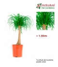 NOLINA M24