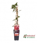 parthenocisus planta