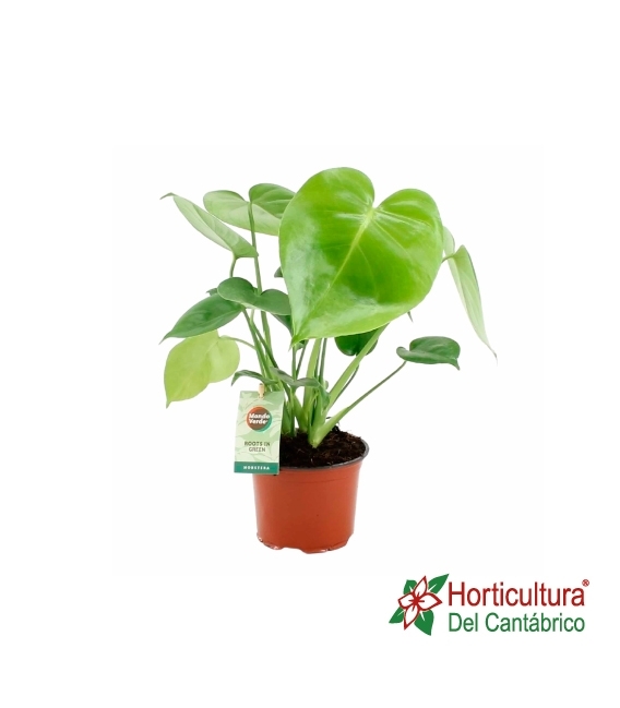 MONSTERA M14