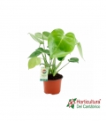 MONSTERA M14