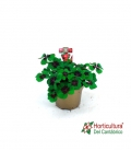 Oxalis Deppei