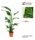 STRELITZIA NICOLAY M21