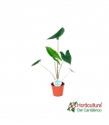 ALOCASIA ZEBRINA M14
