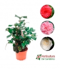 camelia japonica