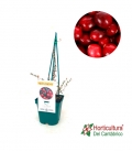 ARANDANO ROJO 2L
