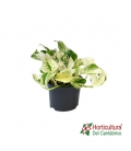EPIPRENUN HAPPY LEAF M12