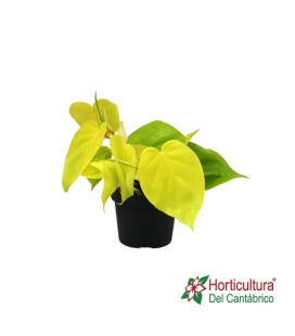 PHILODENDRO LIME M12