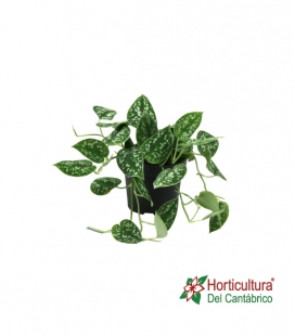 SCINDAPSUS PICTUS ARGYRAEUS M12