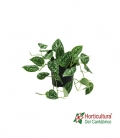SCINDAPSUS PICTUS ARGYRAEUS M12