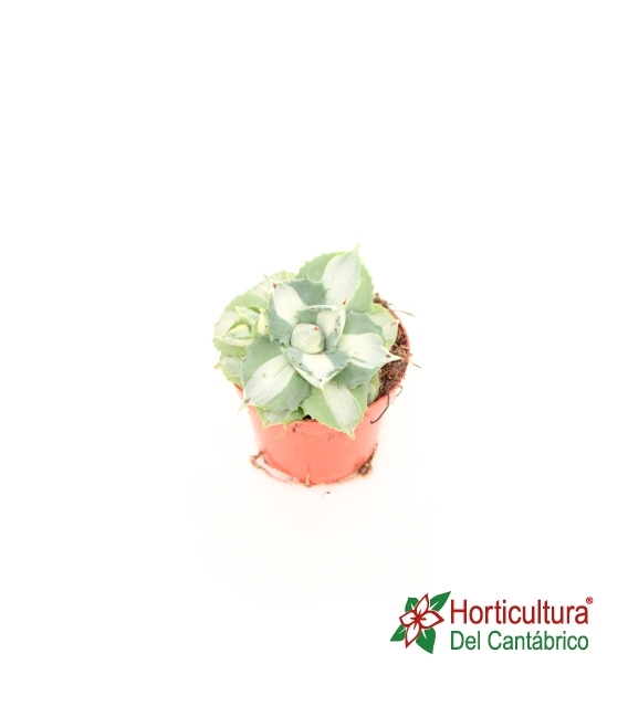 Agave Potatorum Variegata