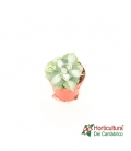 AGAVE POTATORUM VARIEGATA M12